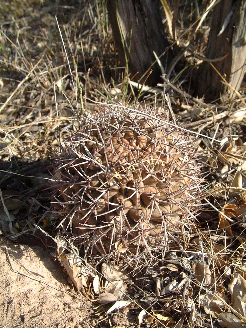 Gymnocalycium schickendantzii